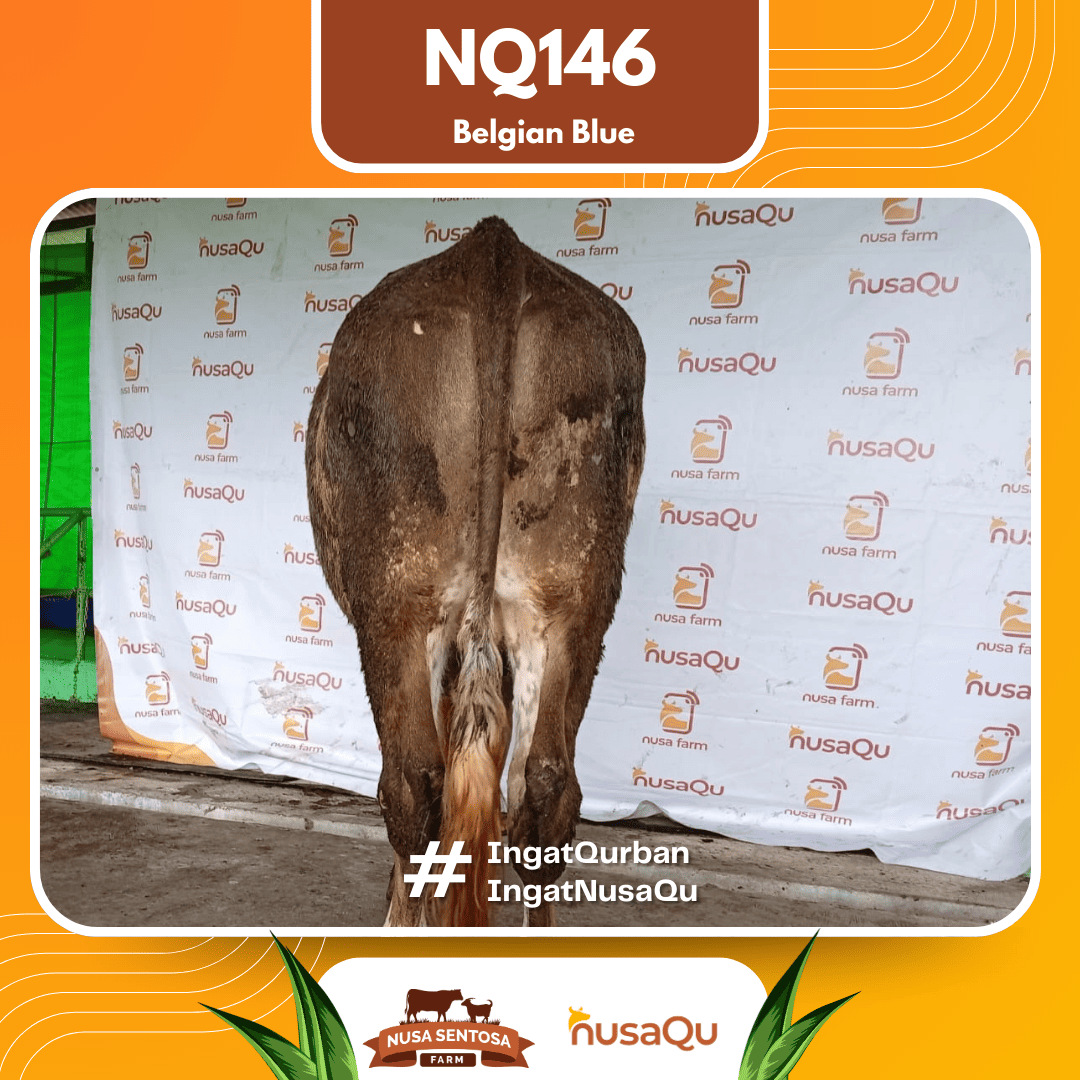 Sapi Belgian Blue NQ146 2026 Bobot 550Kg foto 3