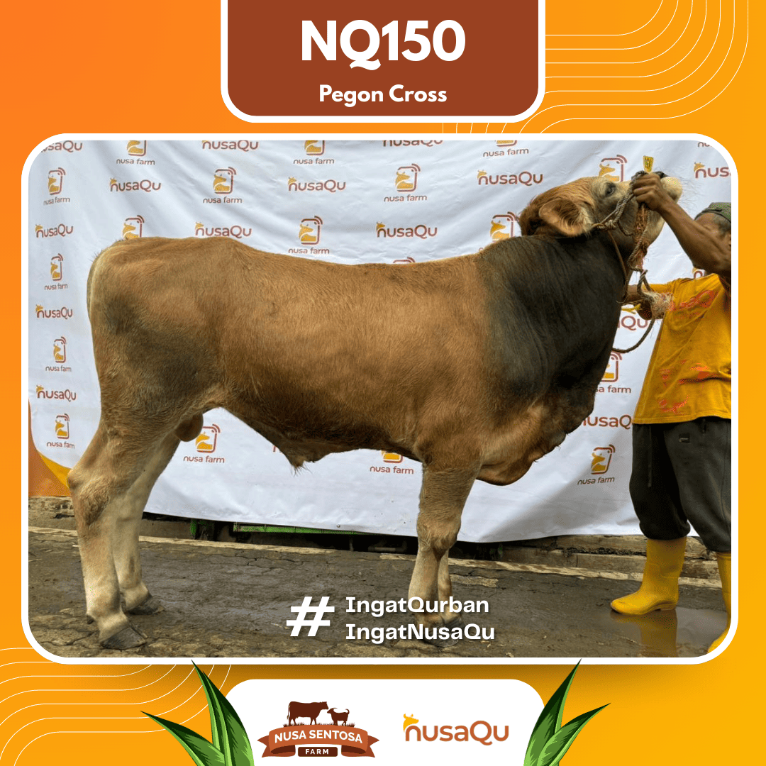 Sapi Pegon Cross NQ150 2026 Bobot 575Kg