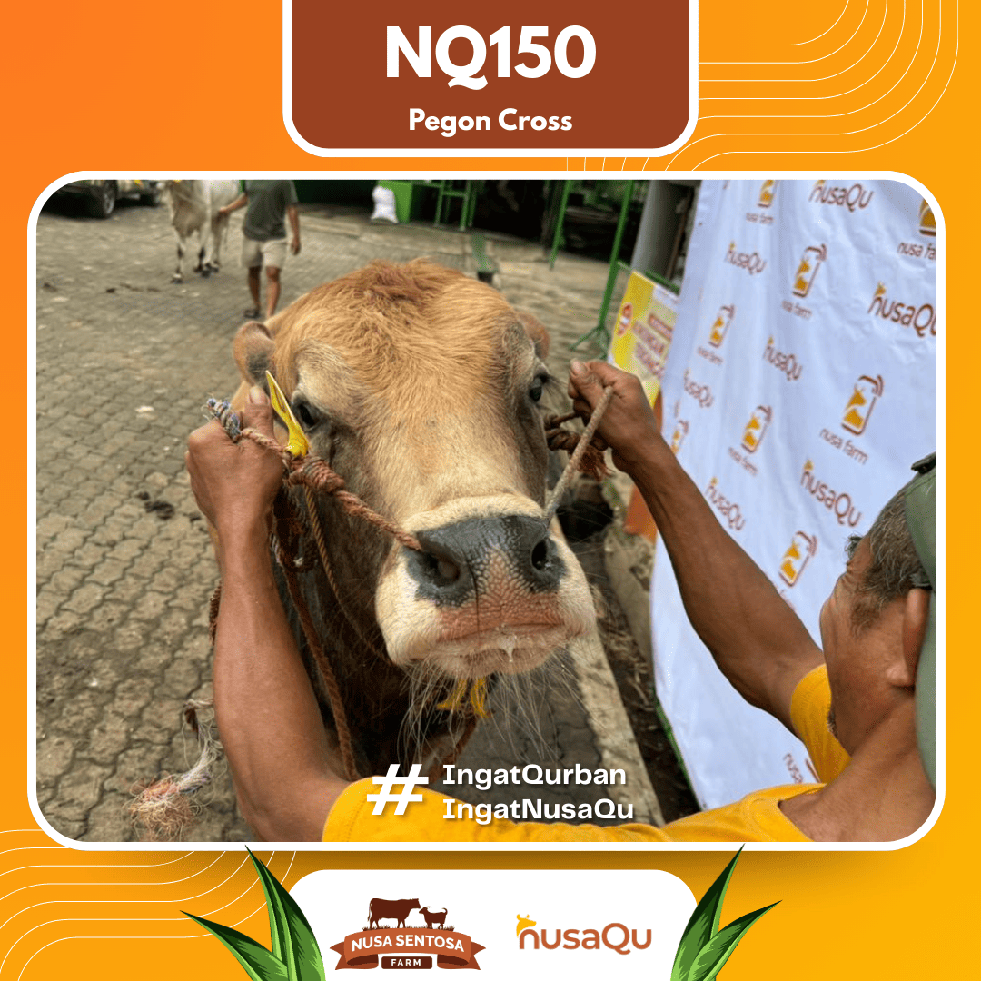 Sapi Pegon Cross NQ150 2026 Bobot 575Kg foto 2