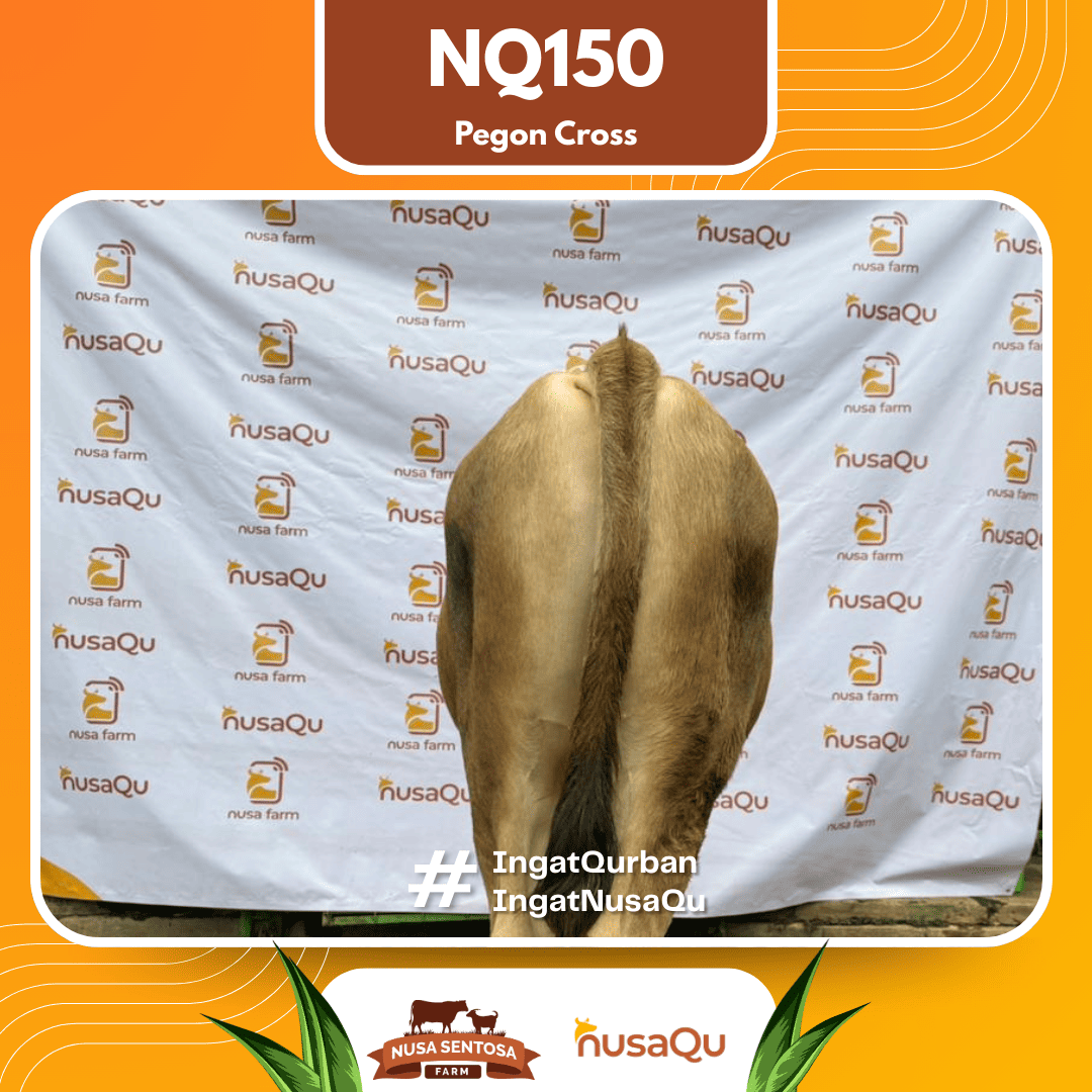 Sapi Pegon Cross NQ150 2026 Bobot 575Kg foto 3