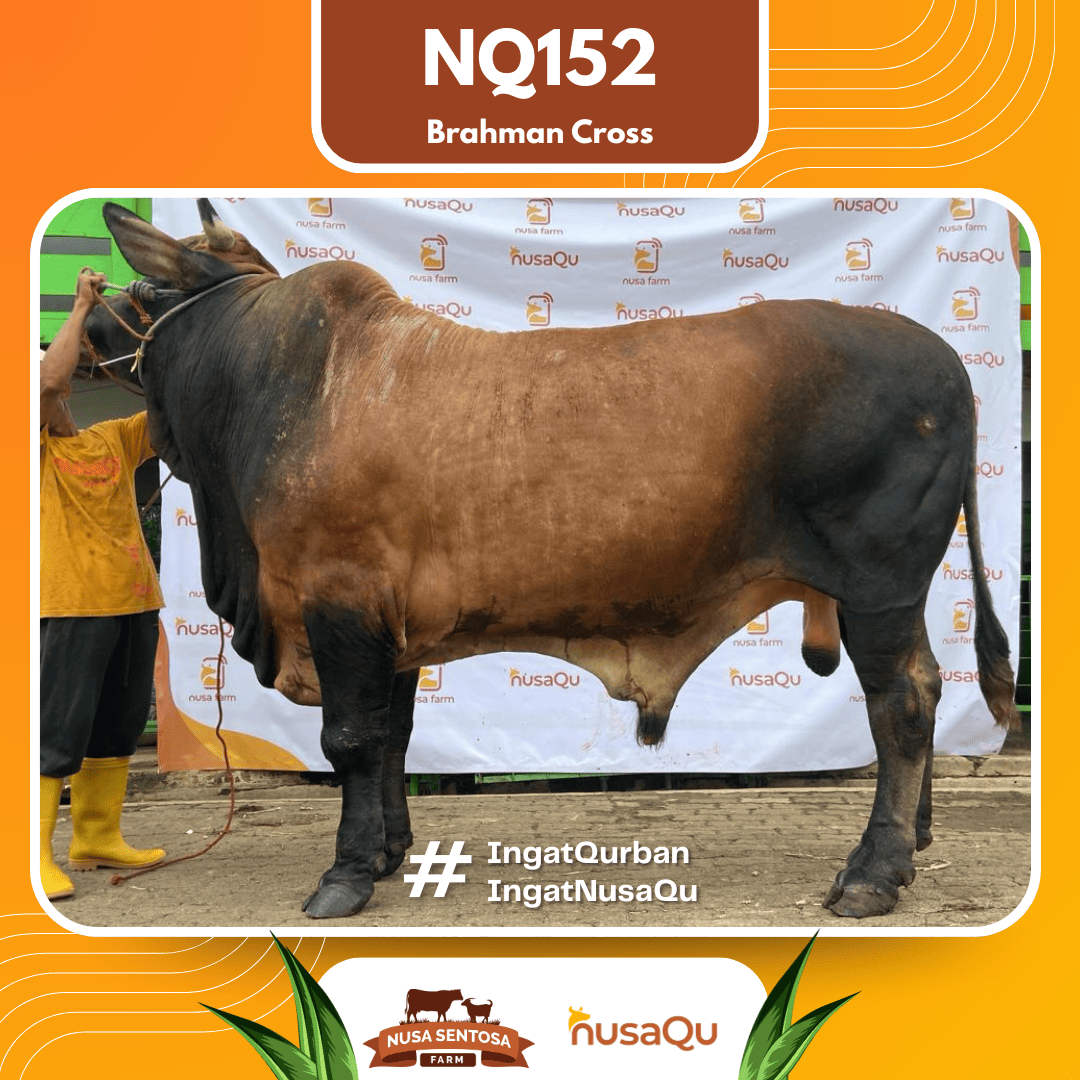 Sapi Red Brahman NQ152 2026 Bobot 1000Kg