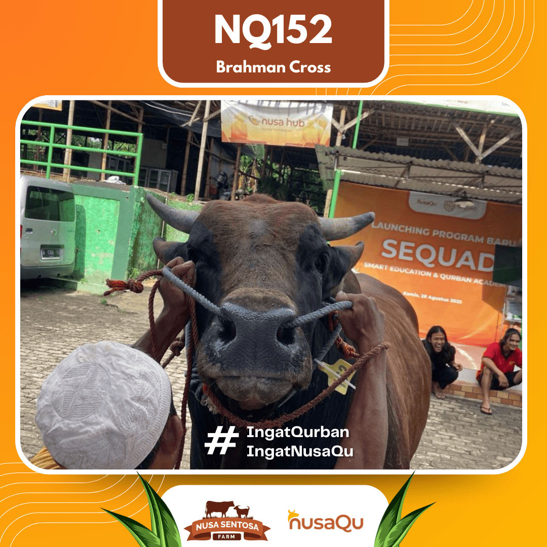 Sapi Red Brahman NQ152 2026 Bobot 1000Kg foto 2
