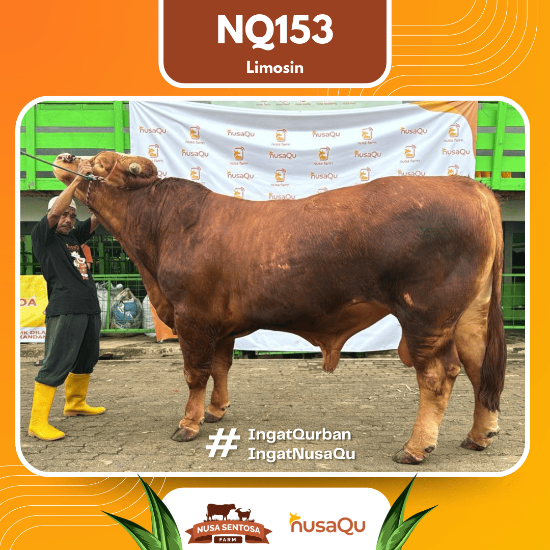Sapi Limosin NQ153 2026 Bobot 1000Kg