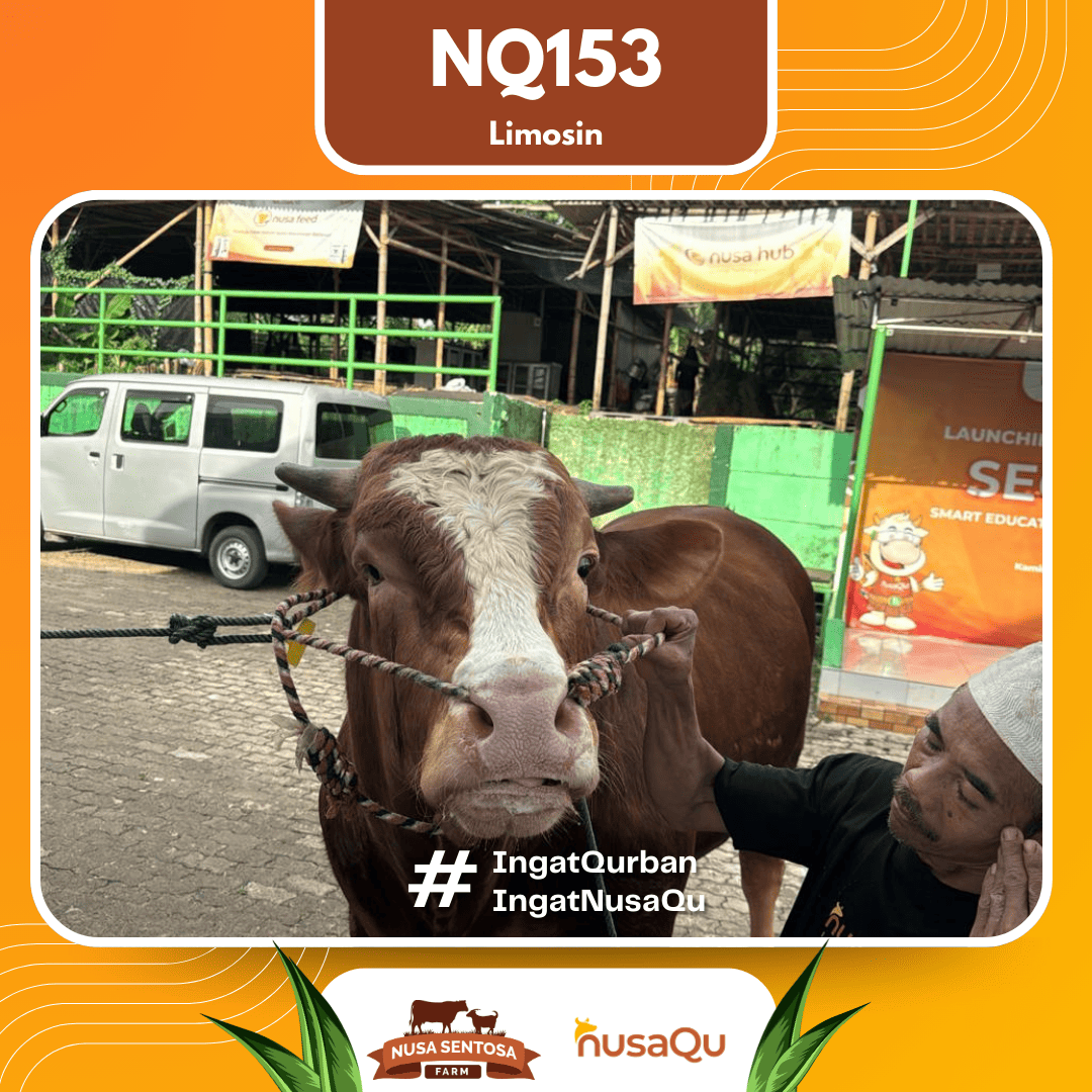 Sapi Limosin NQ153 2026 Bobot 1000Kg foto 2