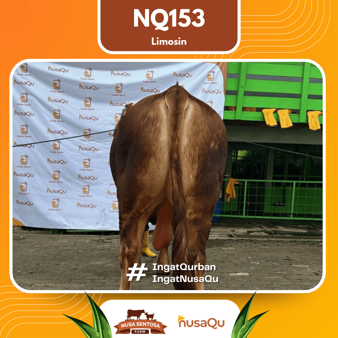 Sapi Limosin NQ153 2026 Bobot 1000Kg foto 3