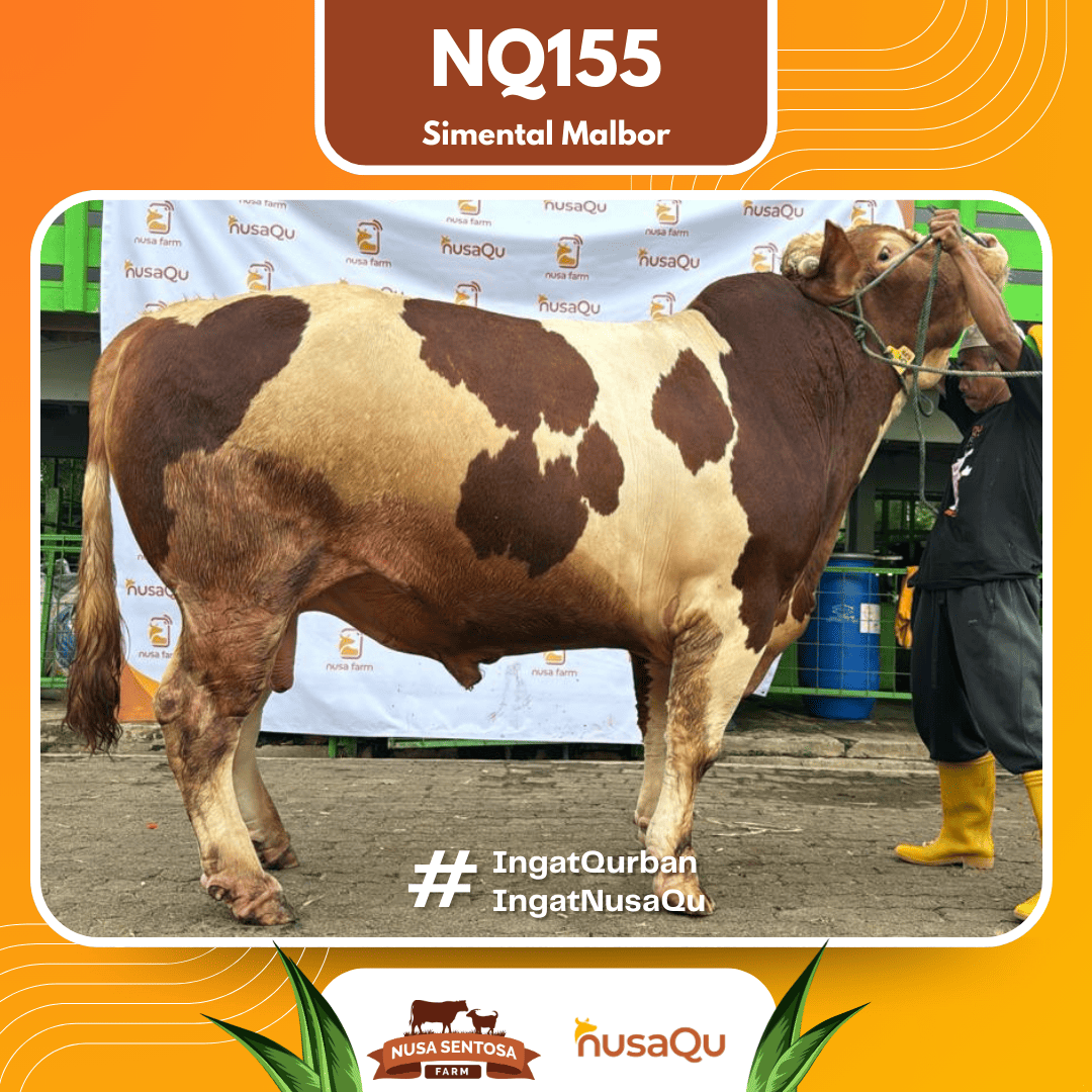 Sapi Simental Malbor NQ155 2026 Bobot 1000Kg