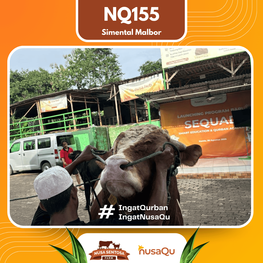 Sapi Simental Malbor NQ155 2026 Bobot 1000Kg foto 2