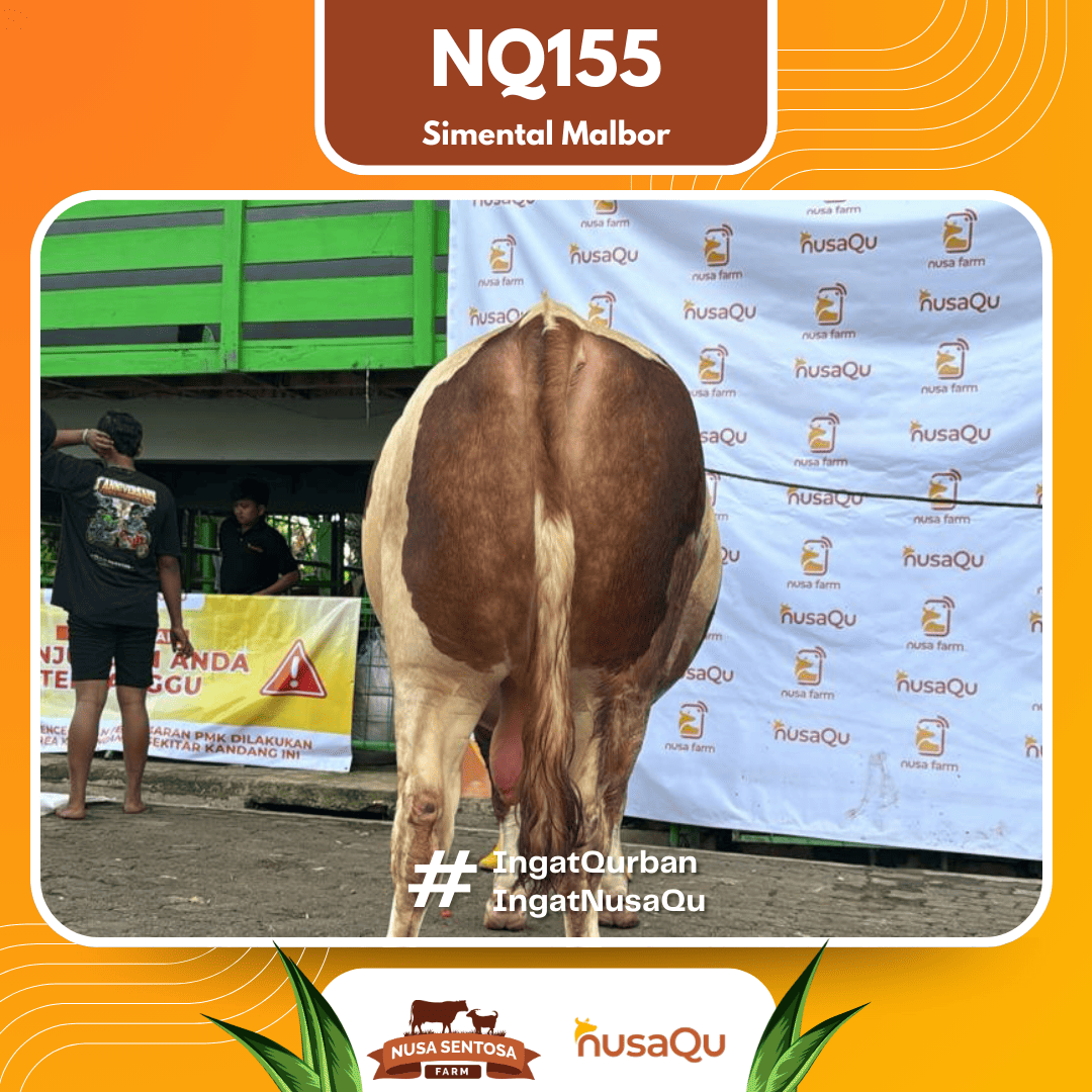 Sapi Simental Malbor NQ155 2026 Bobot 1000Kg foto 3