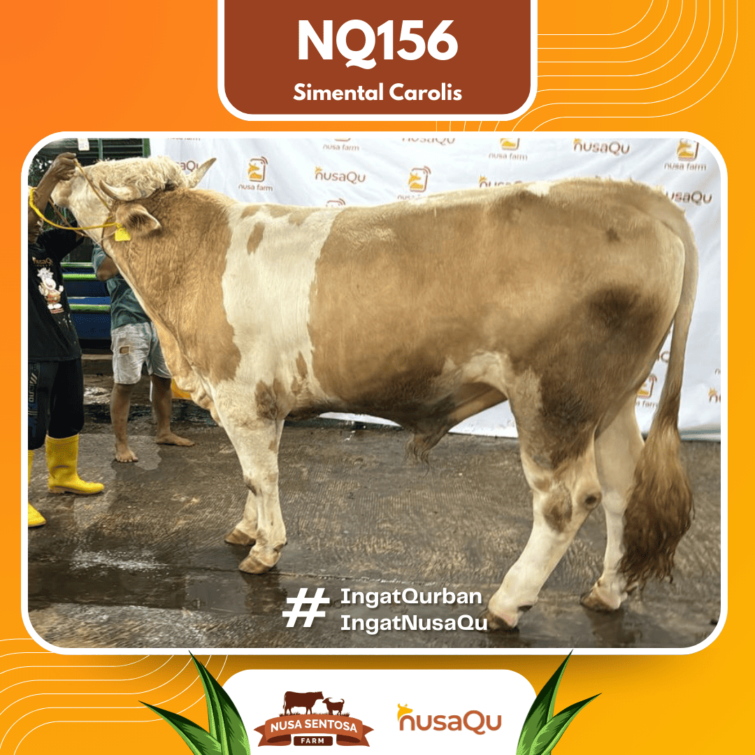 Sapi Simental Carolis NQ156 2026 Bobot 875Kg