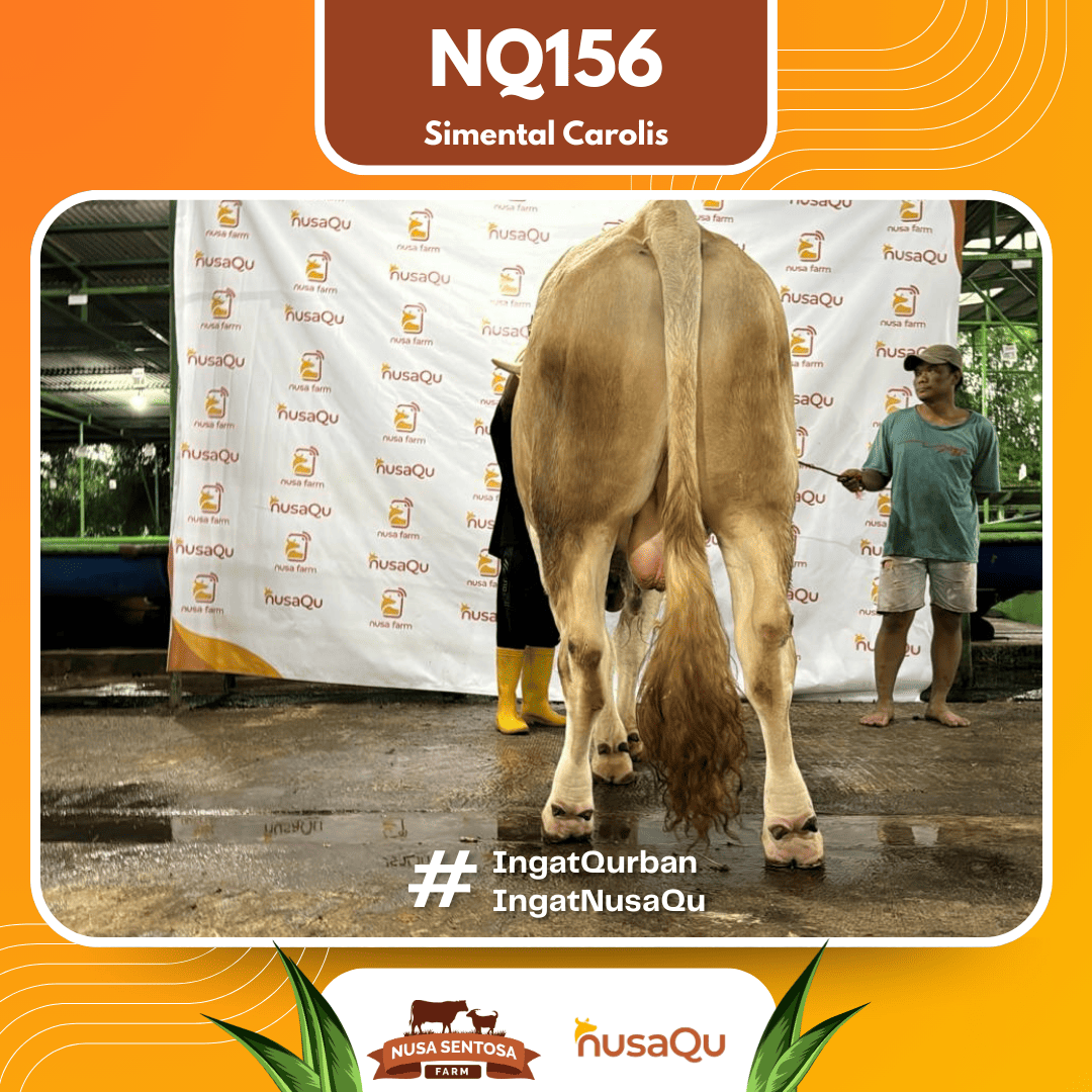 Sapi Simental Carolis NQ156 2026 Bobot 875Kg foto 3