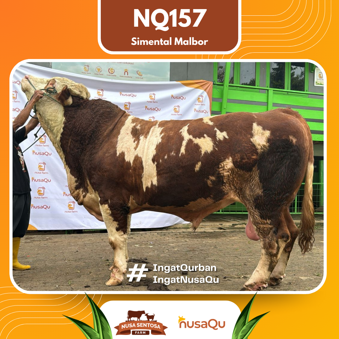 Sapi Simental Malbor NQ157 2026 Bobot 1100Kg