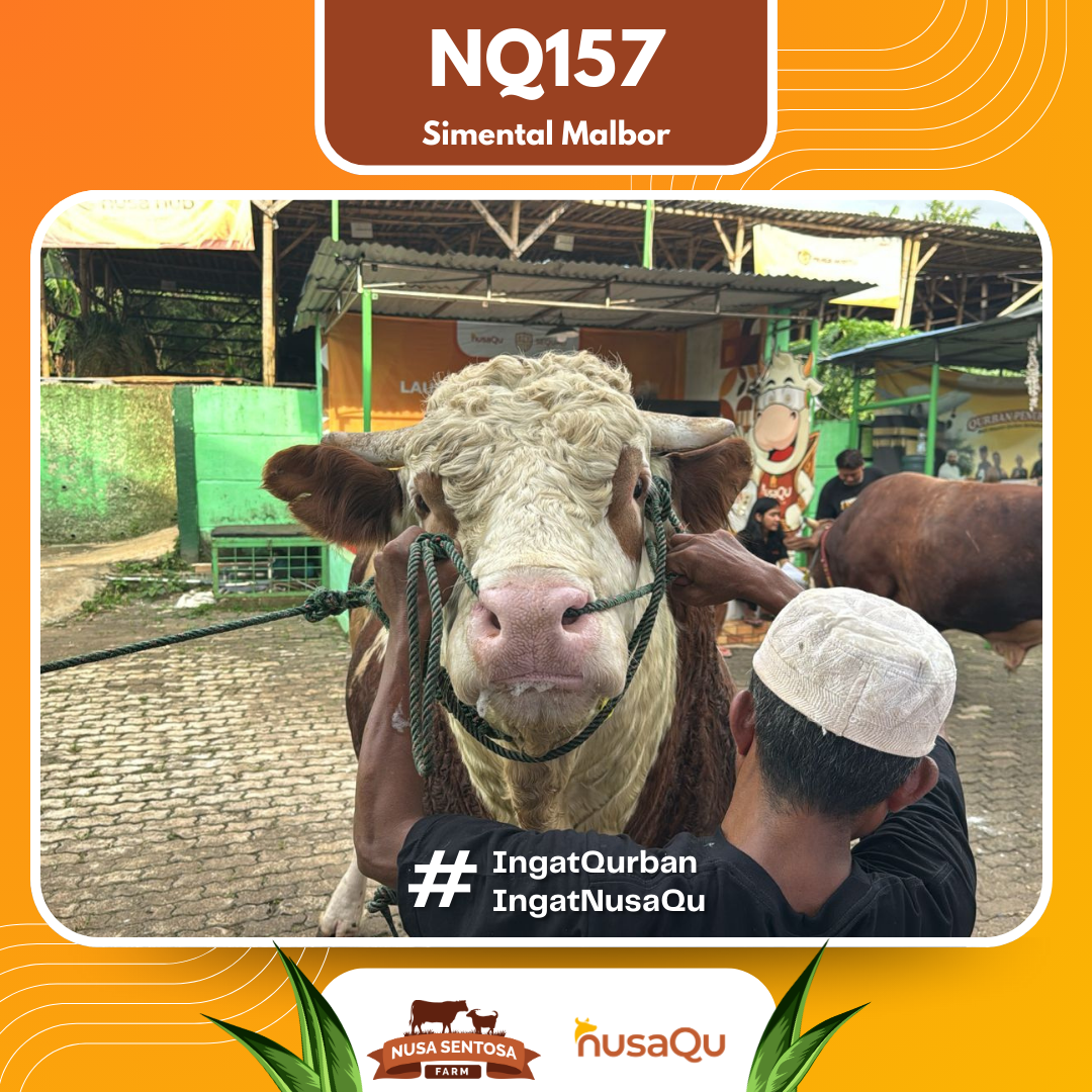 Sapi Simental Malbor NQ157 2026 Bobot 1100Kg foto 2