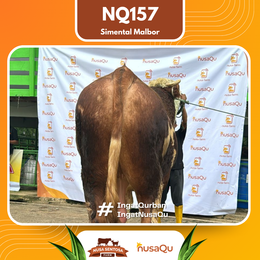 Sapi Simental Malbor NQ157 2026 Bobot 1100Kg foto 3