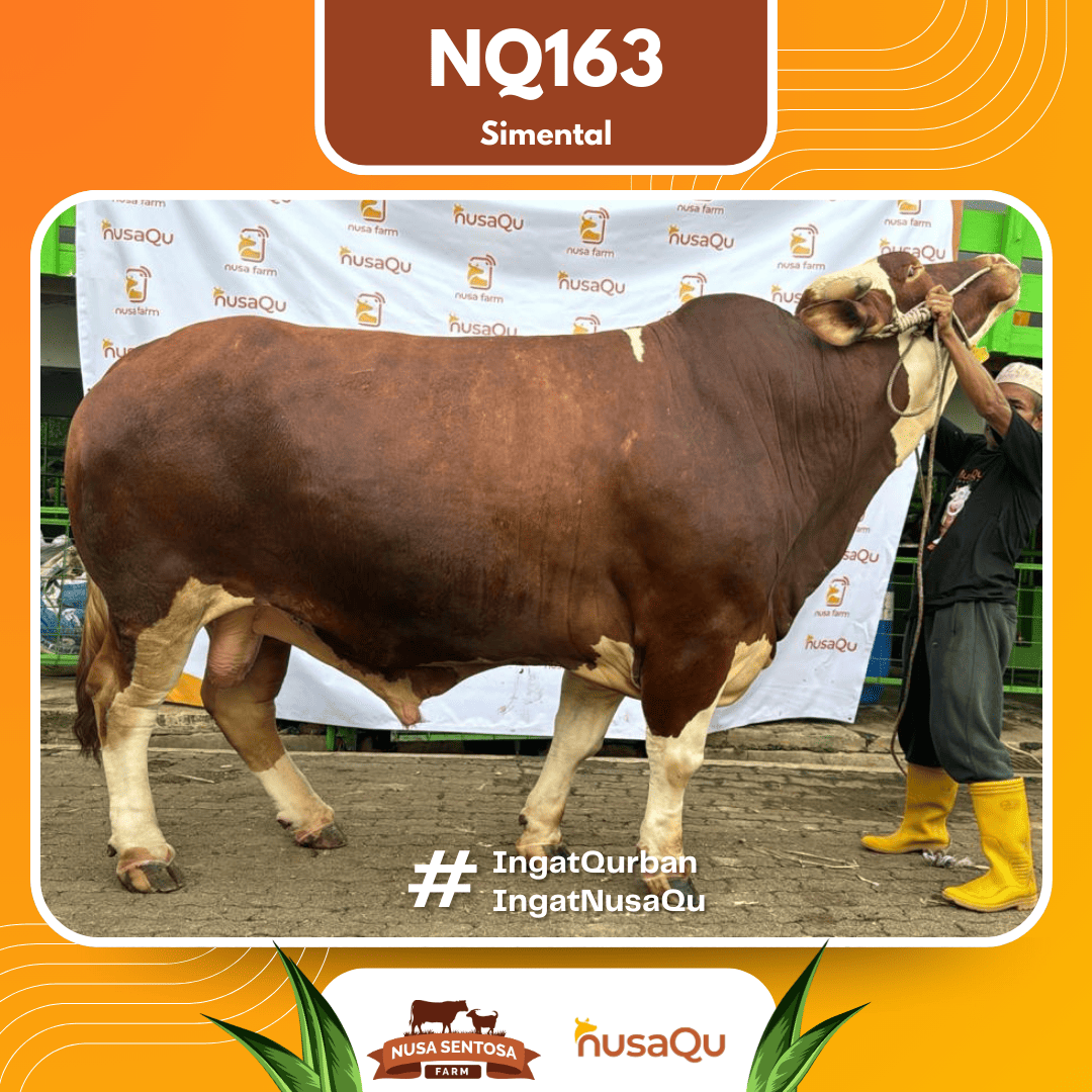 Sapi Simental NQ163 2026 Bobot 1100Kg