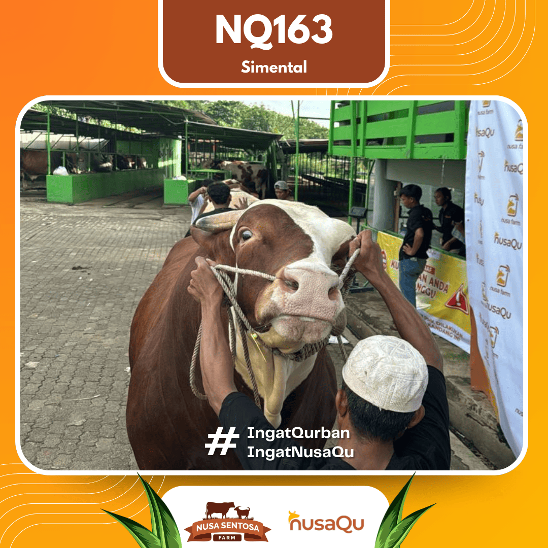 Sapi Simental NQ163 2026 Bobot 1100Kg foto 2