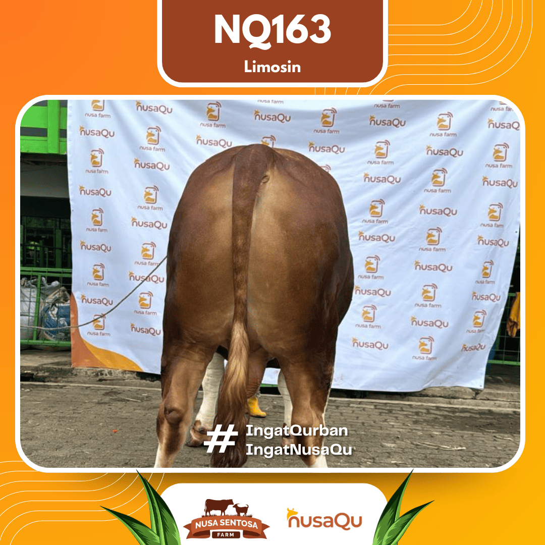 Sapi Simental NQ163 2026 Bobot 1100Kg foto 3