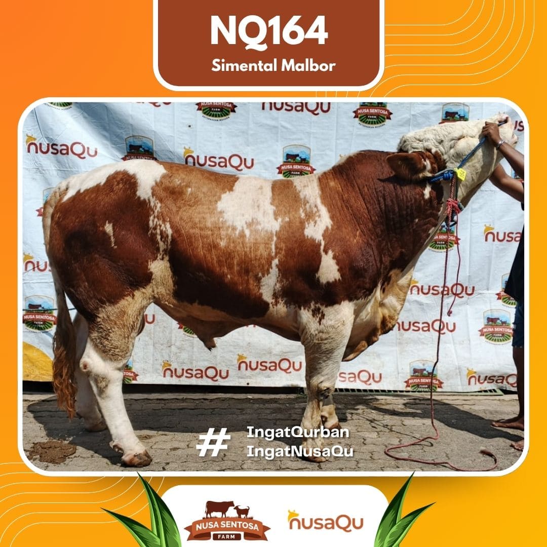Sapi Simental Malbor NQ164 2026 Bobot 1100Kg