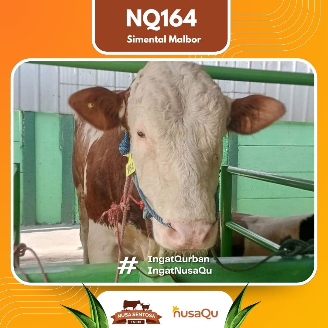 Sapi Simental Malbor NQ164 2026 Bobot 1100Kg foto 2