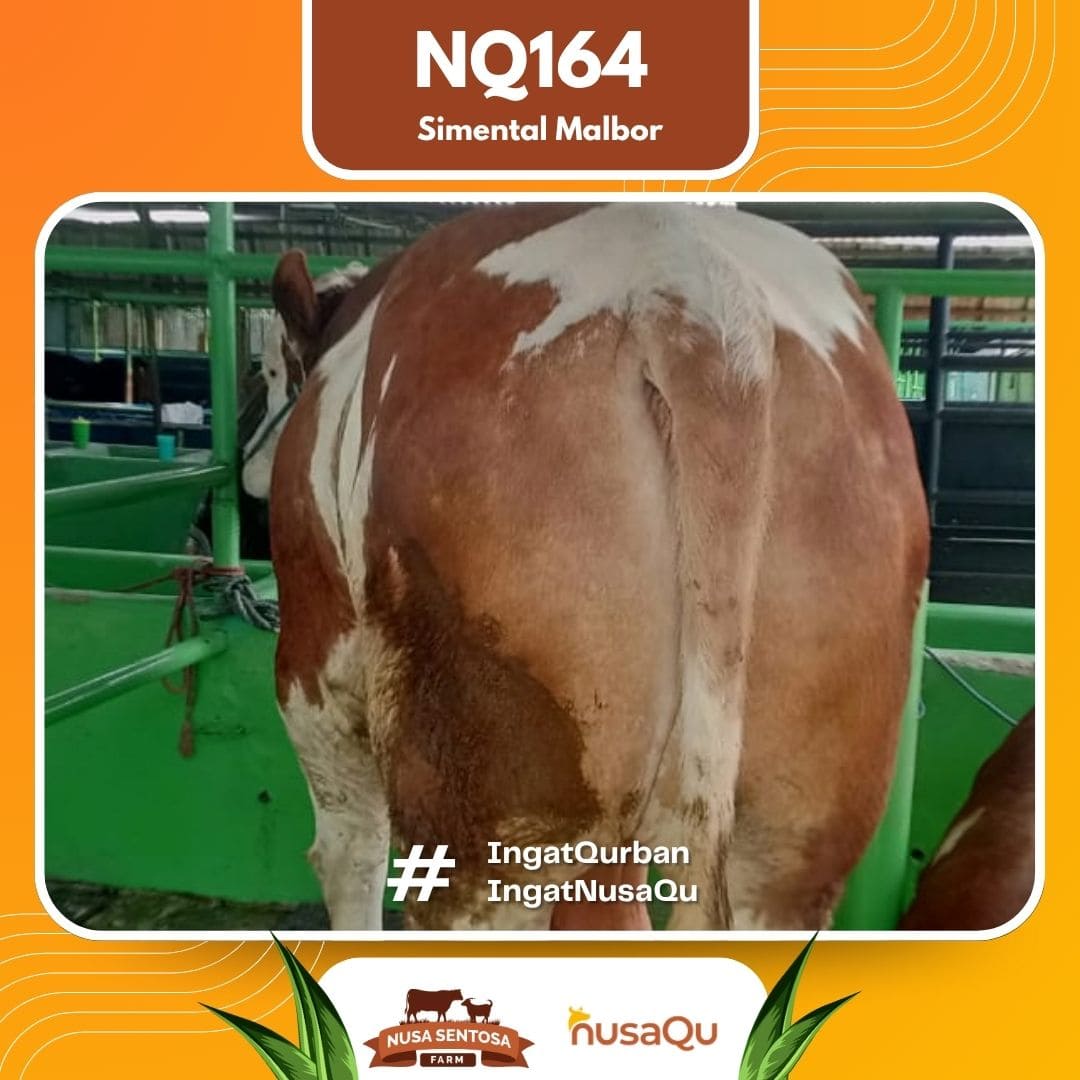 Sapi Simental Malbor NQ164 2026 Bobot 1100Kg foto 3