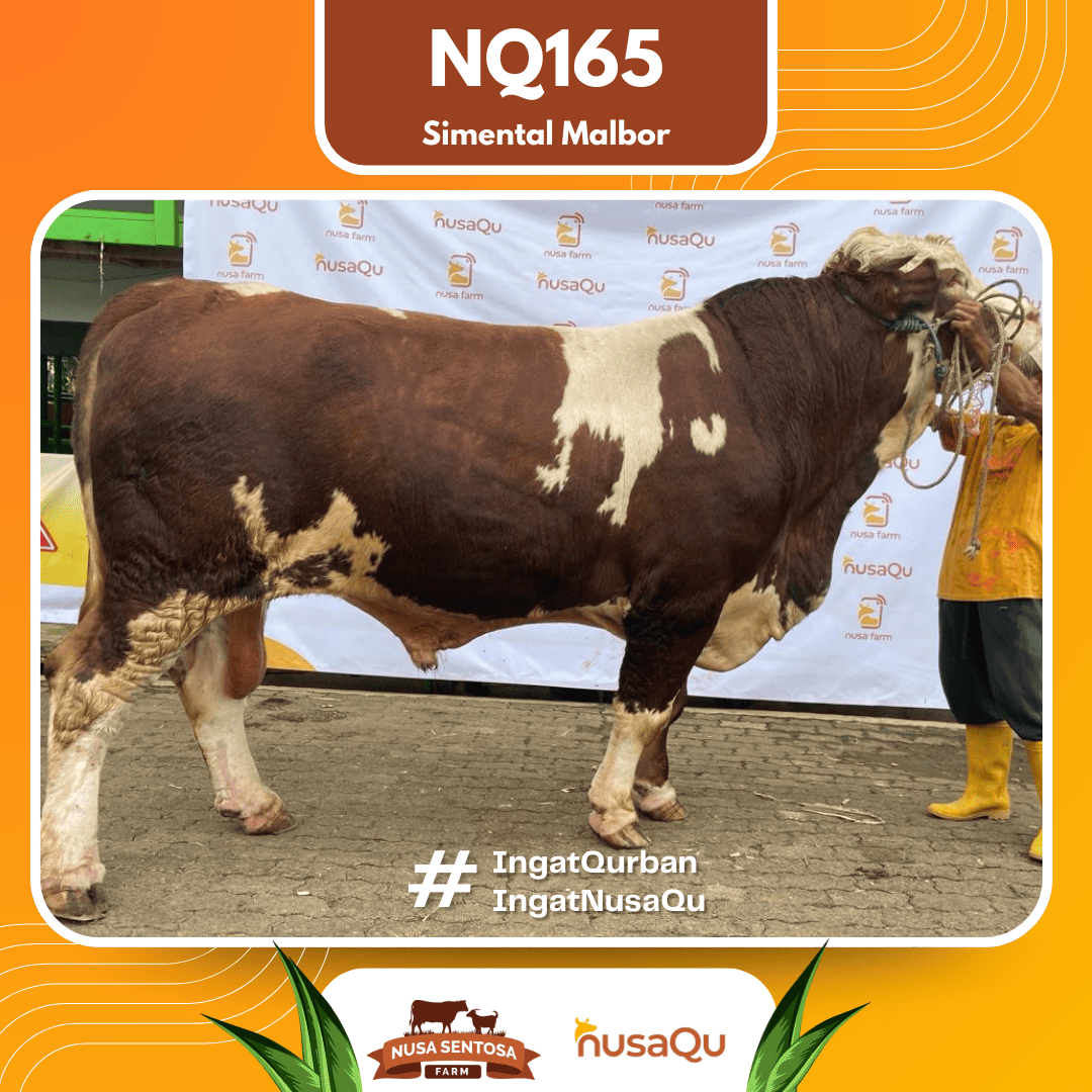 Sapi Simental Malbor NQ165 2026 Bobot 1000Kg
