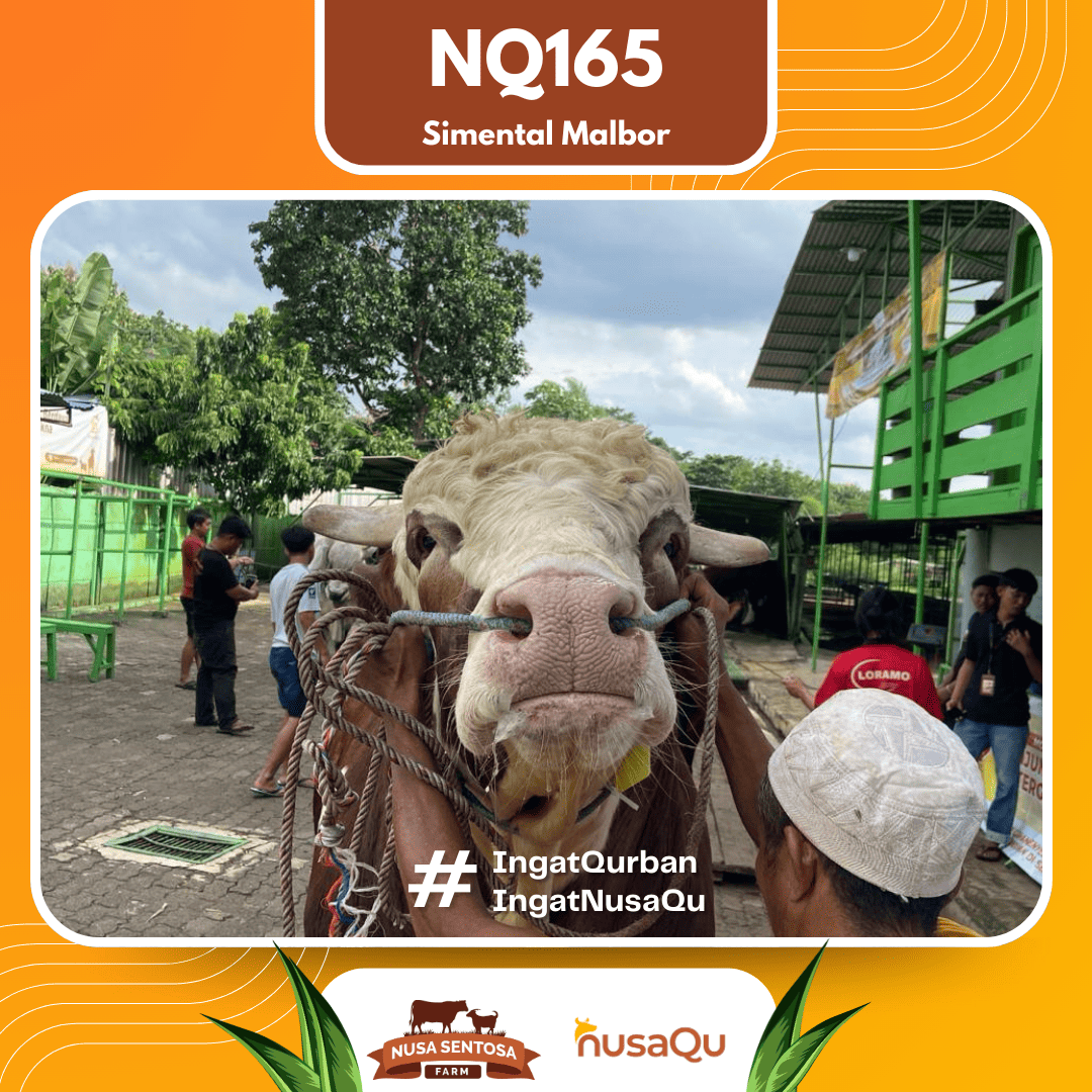 Sapi Simental Malbor NQ165 2026 Bobot 1000Kg foto 2