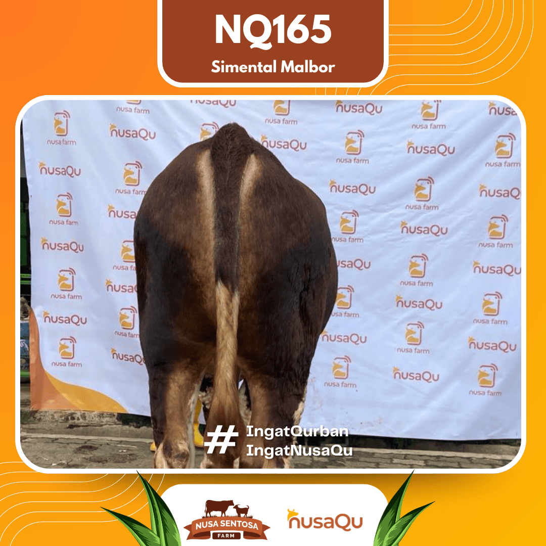 Sapi Simental Malbor NQ165 2026 Bobot 1000Kg foto 3