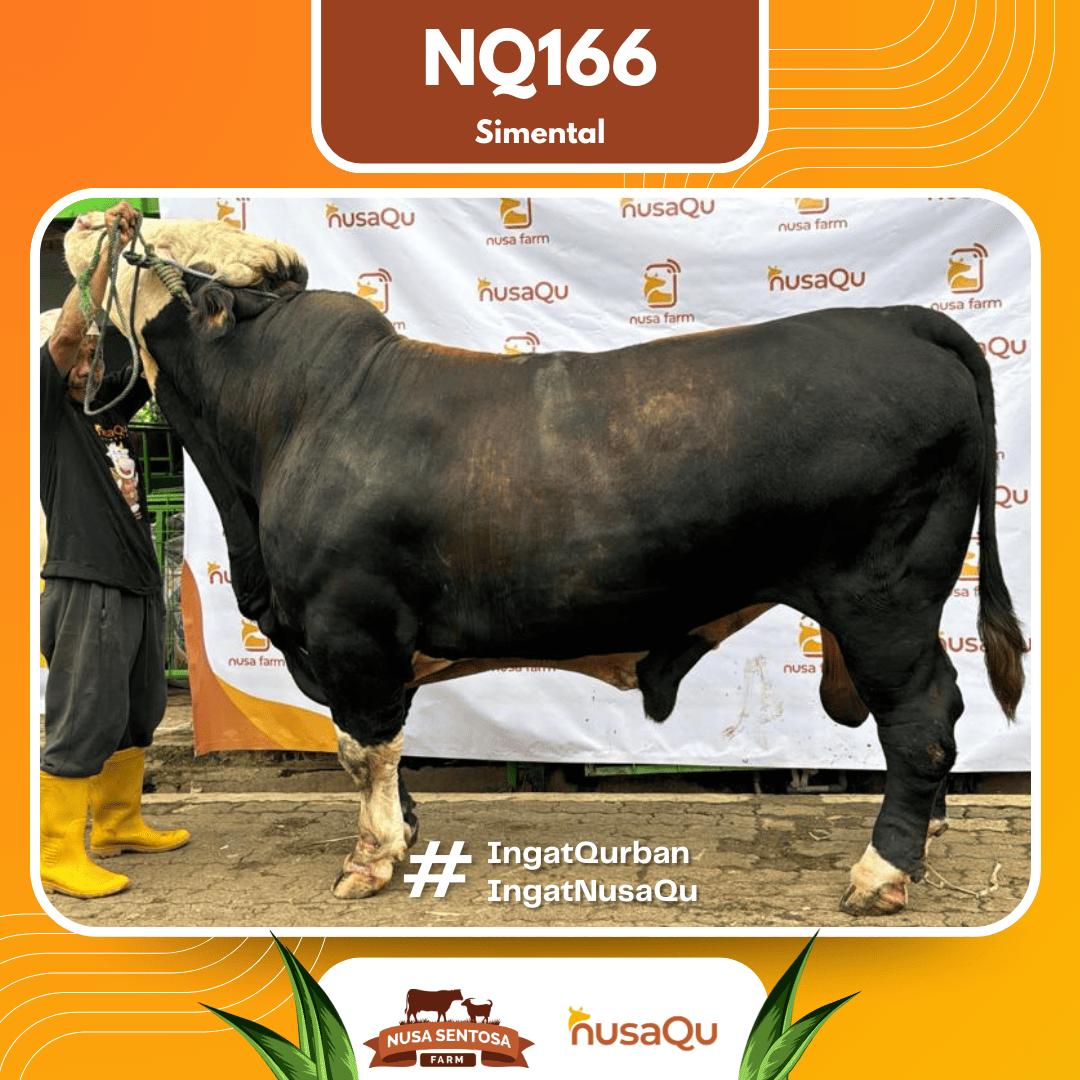 Sapi Simental NQ166 2026 Bobot 950Kg
