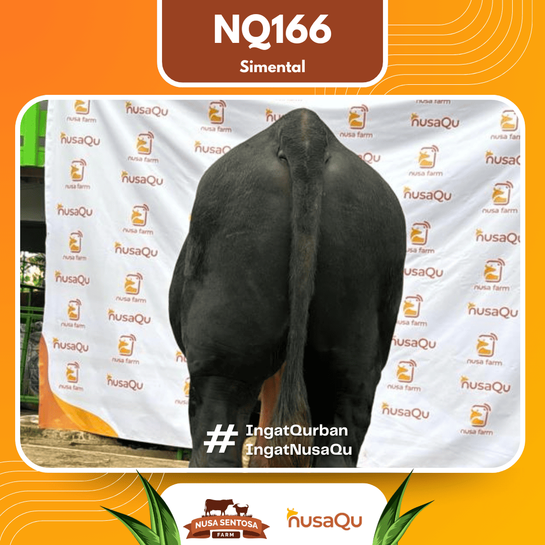 Sapi Simental NQ166 2026 Bobot 950Kg foto 3