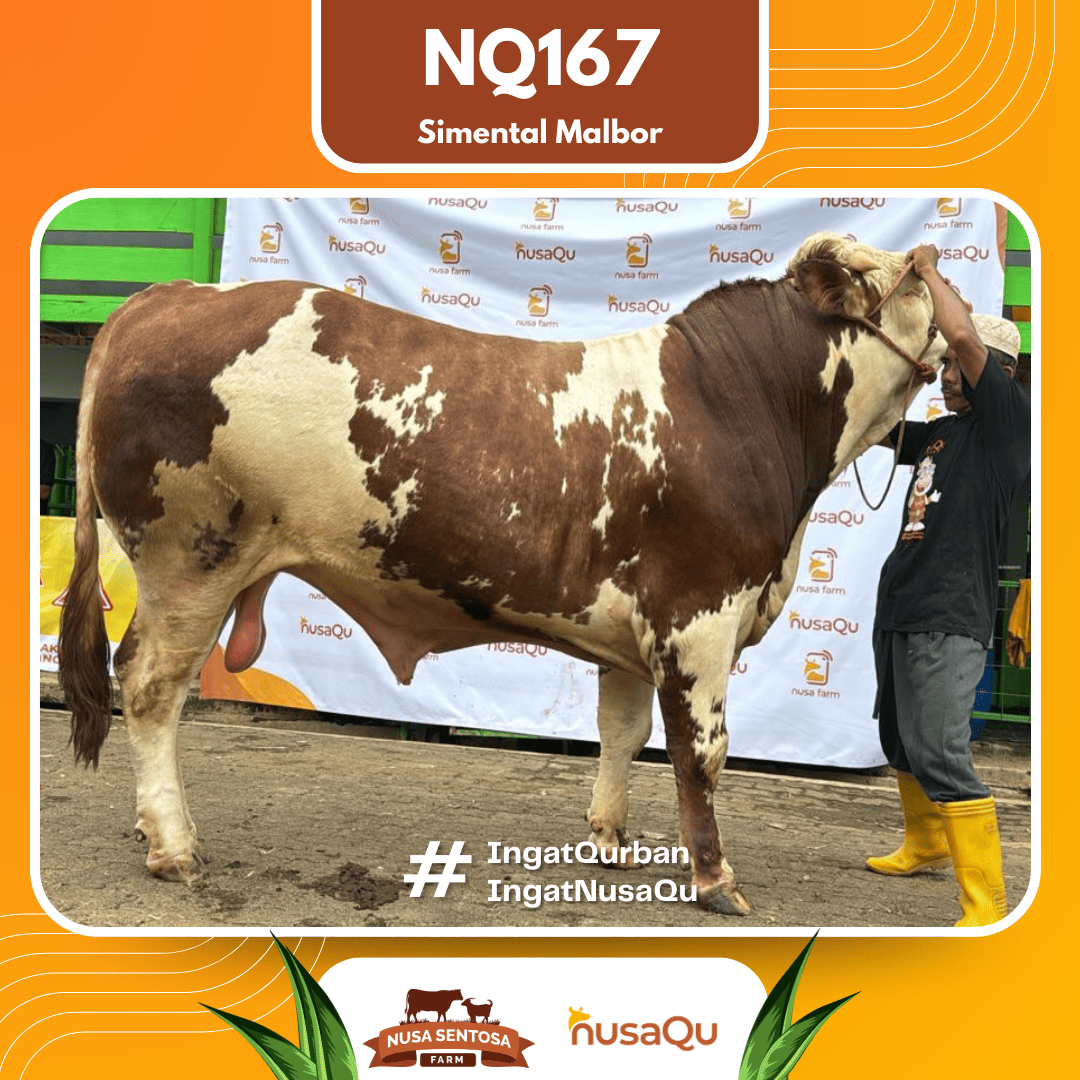 Sapi Simental Malbor NQ167 2026 Bobot 950Kg