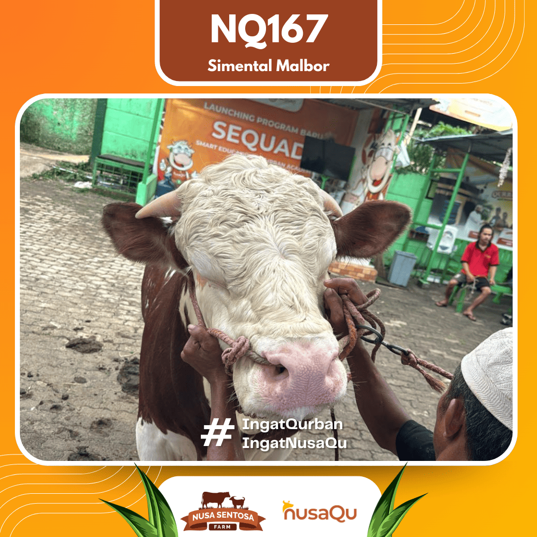 Sapi Simental Malbor NQ167 2026 Bobot 950Kg foto 2