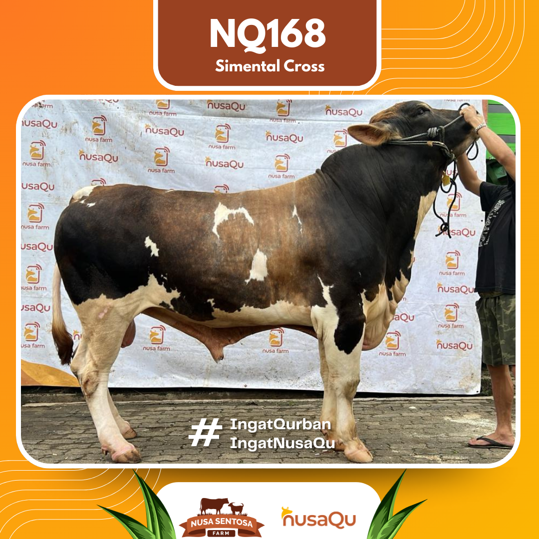 Sapi Simental Cross NQ168 2026 Bobot 800Kg