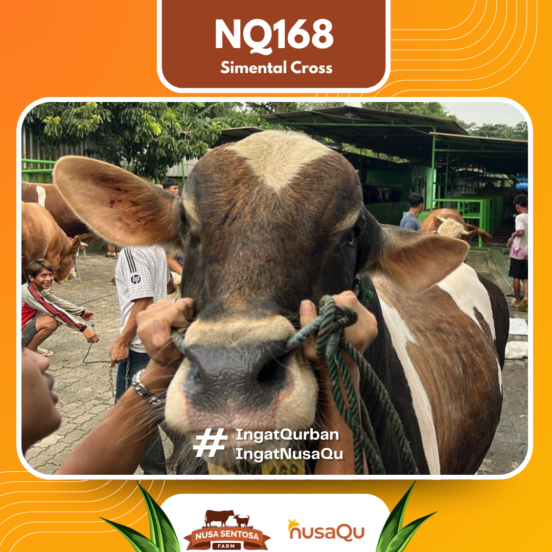 Sapi Simental Cross NQ168 2026 Bobot 800Kg foto 2