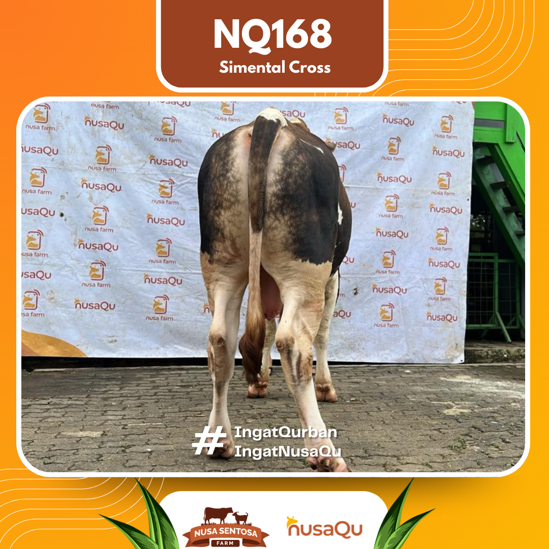 Sapi Simental Cross NQ168 2026 Bobot 800Kg foto 3