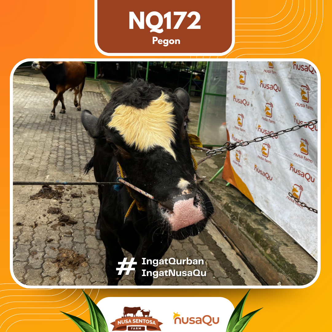 Sapi Pegon NQ172 2026 Bobot 575Kg foto 2