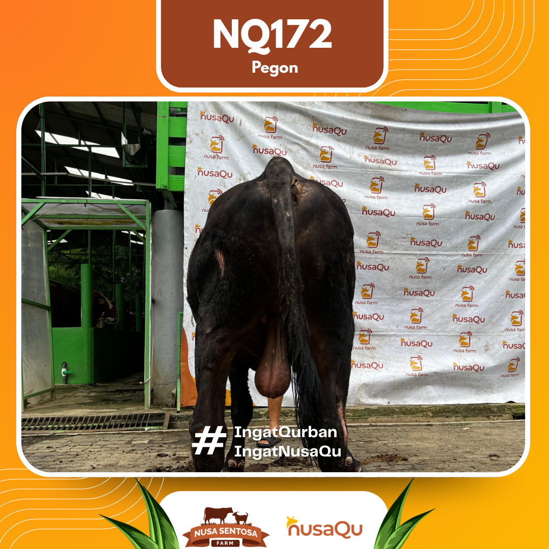 Sapi Pegon NQ172 2026 Bobot 575Kg foto 3