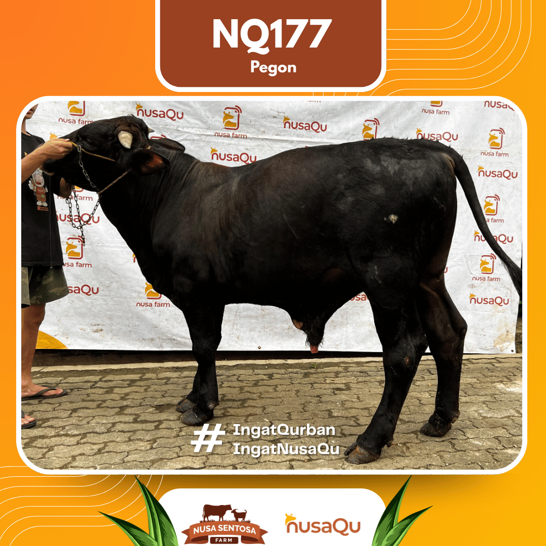 Sapi Pegon NQ177 2026 Bobot 525Kg