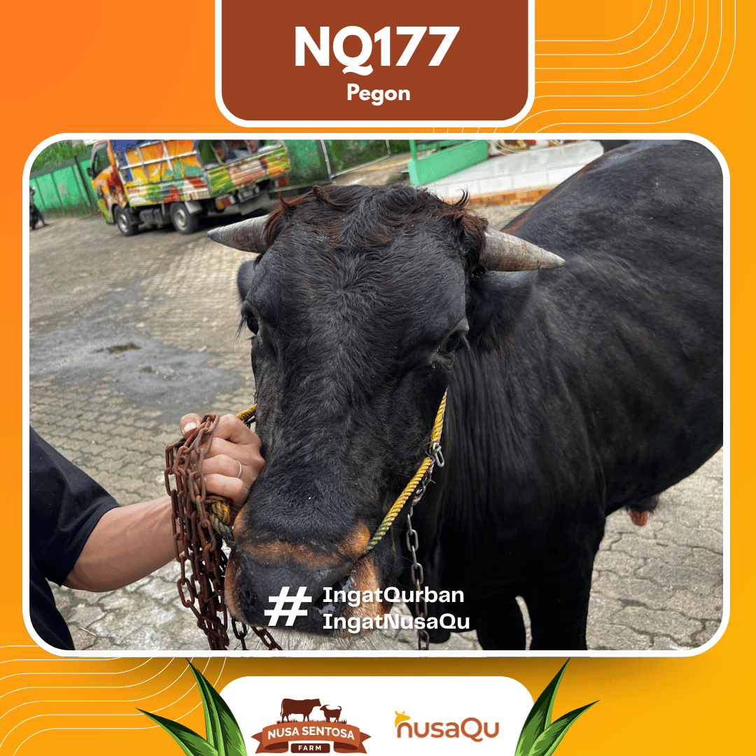 Sapi Pegon NQ177 2026 Bobot 525Kg foto 2