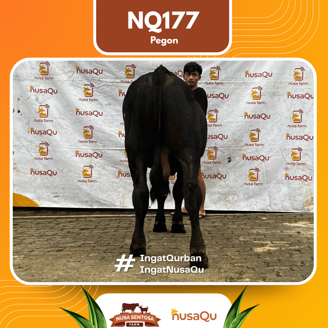 Sapi Pegon NQ177 2026 Bobot 525Kg foto 3