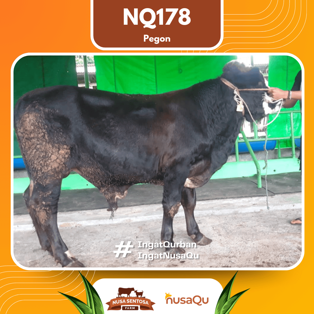 Sapi Pegon NQ178 2026 Bobot 575Kg
