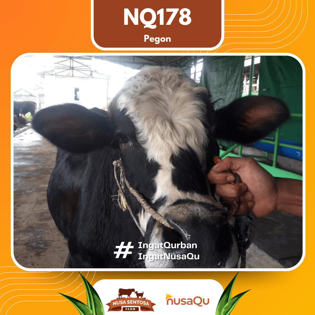 Sapi Pegon NQ178 2026 Bobot 575Kg foto 2
