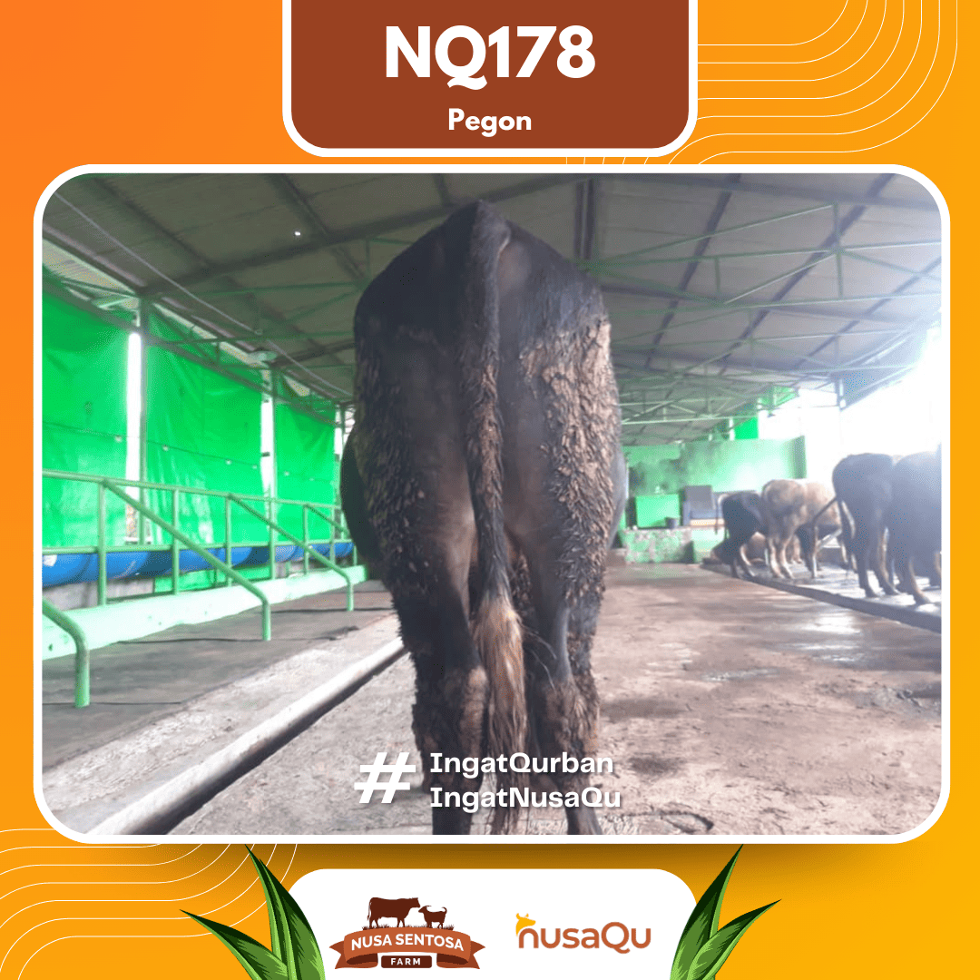 Sapi Pegon NQ178 2026 Bobot 575Kg foto 3
