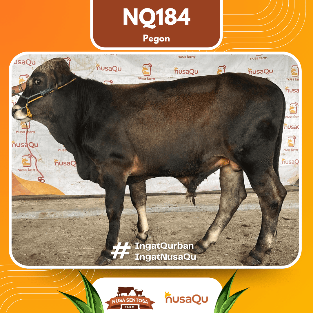 Sapi Pegon NQ184 2026 Bobot 450Kg