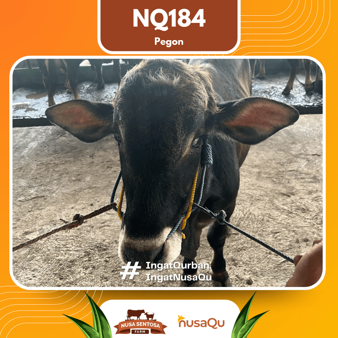 Sapi Pegon NQ184 2026 Bobot 450Kg foto 2
