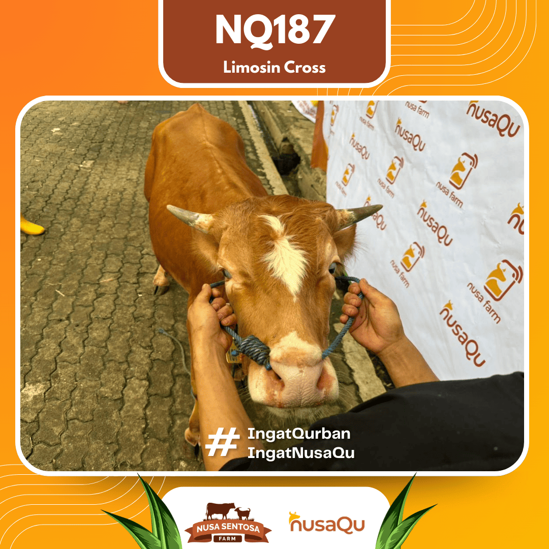 Sapi Limosin Cross NQ187 2026 Bobot 450Kg foto 2