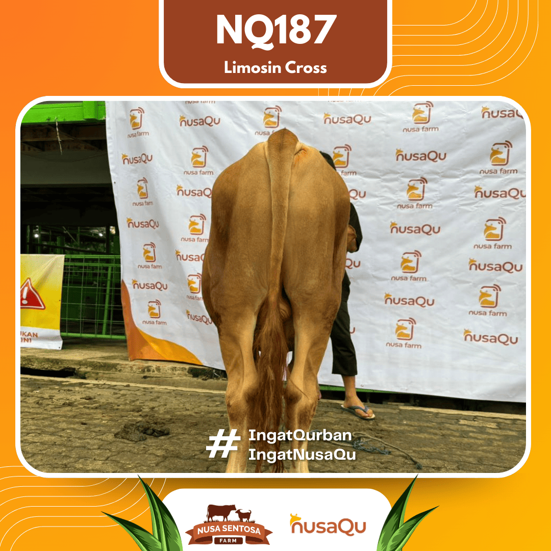 Sapi Limosin Cross NQ187 2026 Bobot 450Kg foto 3