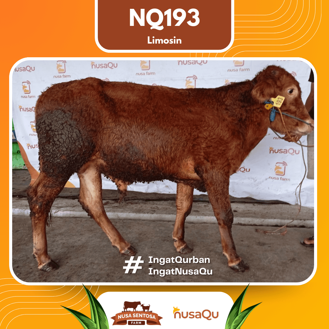 Sapi Limosin NQ193 2026 Bobot 450Kg
