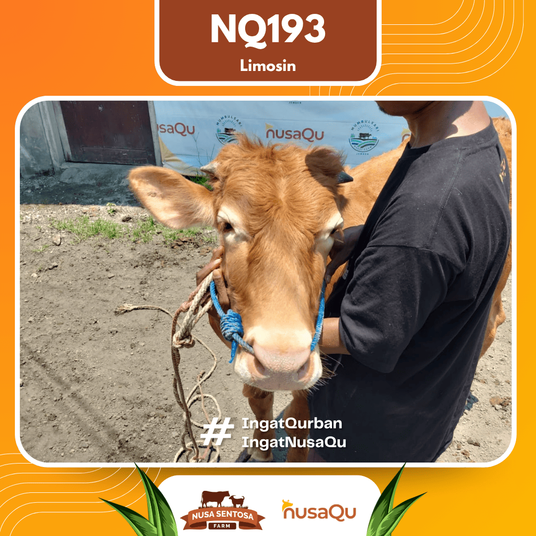 Sapi Limosin NQ193 2026 Bobot 450Kg foto 2