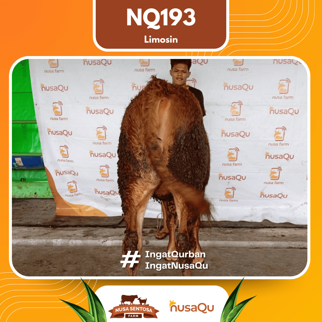 Sapi Limosin NQ193 2026 Bobot 450Kg foto 3