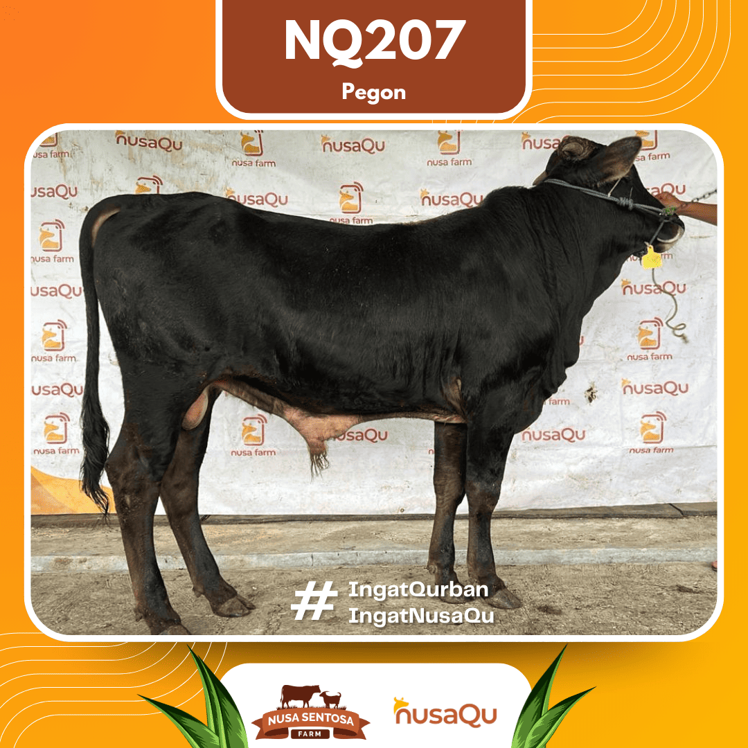 Sapi Pegon NQ207 2026 Bobot 500Kg