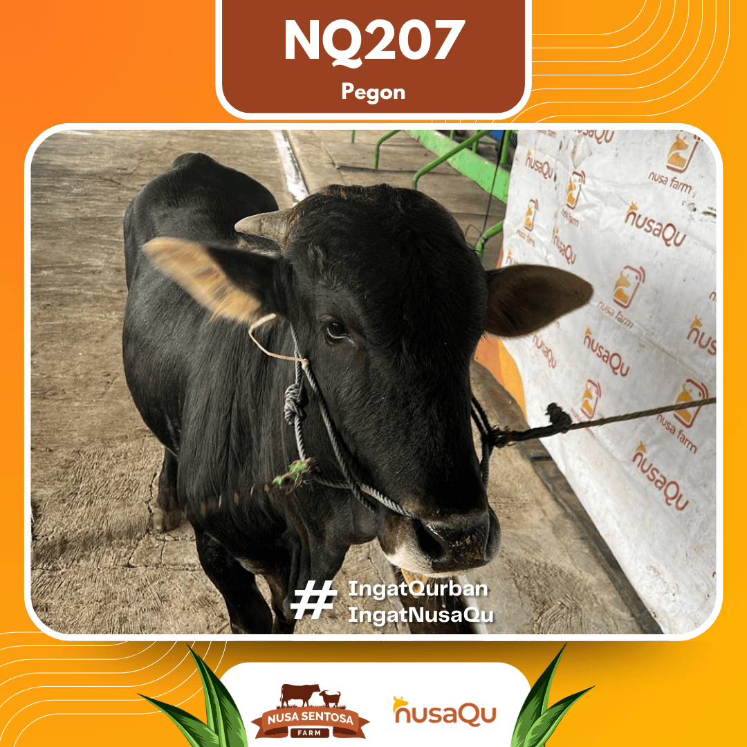Sapi Pegon NQ207 2026 Bobot 500Kg foto 2